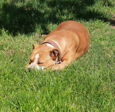 Amerikalı Staffordshire korkunç bir çim üzerinde uyuyor