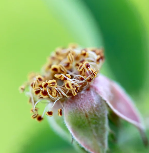 Detalhe da flor arbusto selvagem, pistilo e estames, macro . — Fotografia de Stock