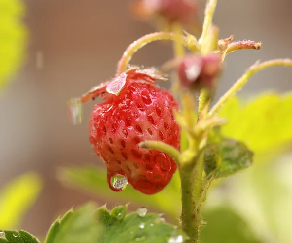 Vista macro cortada de morango inteiro com gotas de água — Fotografia de Stock