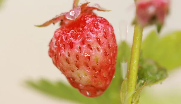 Cropped macro vue de fraise entière avec des gouttes d'eau — Photo