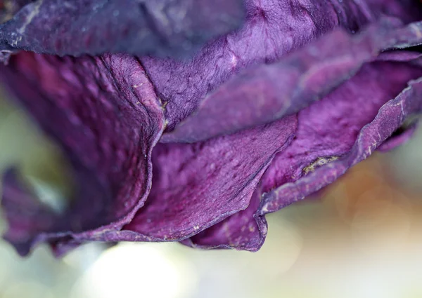 Close up de rosa roxa murcha — Fotografia de Stock