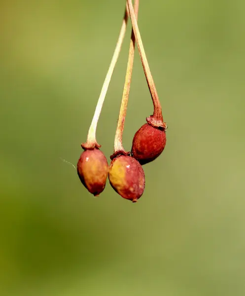 Dry ill sour cherry on tree — Stock Photo, Image