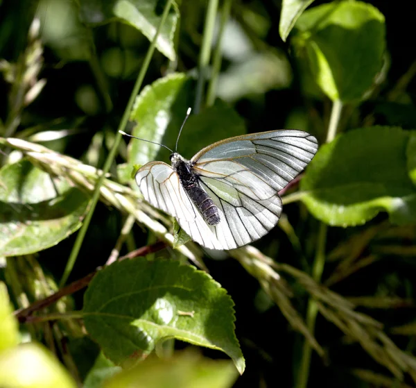 Papillon se nourrissant de plantes dans une forêt par une journée ensoleillée — Photo