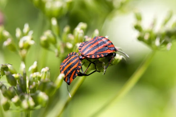 Graphosoma lineatum - insecto rayado negro y rojo se sienta en una planta — Foto de Stock