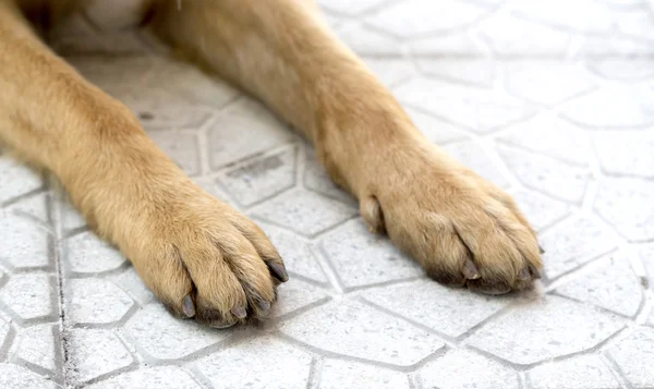 Γερμανικός Ποιμενικός σκύλος, pawa — Φωτογραφία Αρχείου