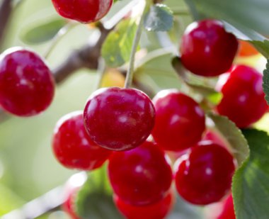 Vişne ağacı üzerinde