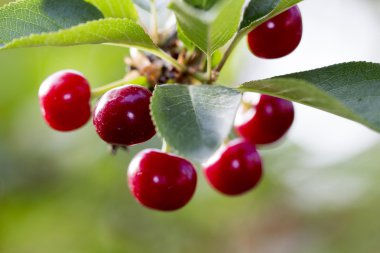 Vişne ağacı üzerinde