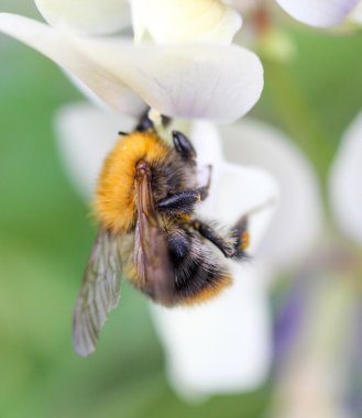 Bumble bee kütükler üzerinde beslemeleri.