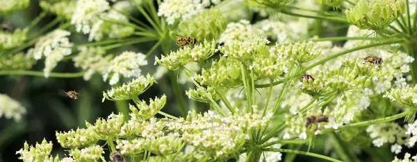 Biene bei der Arbeit an Blüten am sonnigen Tag. — Stockfoto
