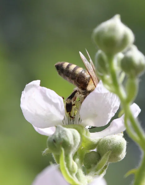 晴れた日に職場の花に蜂. — ストック写真