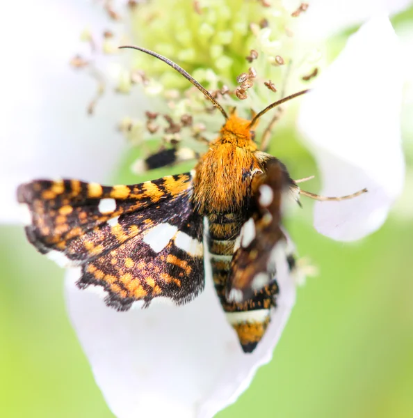 Papillon sur fleur au printemps, macro — Photo