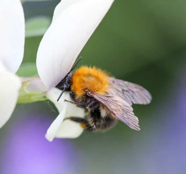 一只蜜蜂在开花时进食. — 图库照片