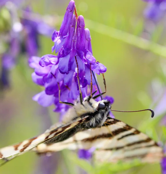 Schmetterling auf lila Blume im Frühling, Makro — Stockfoto
