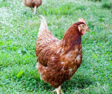 bir köy çiftlik tavukları