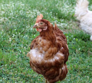 bir köy çiftlik tavukları