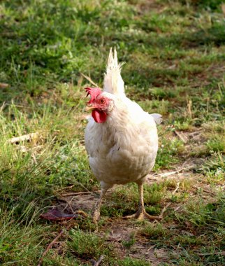 bir köy çiftlik tavukları