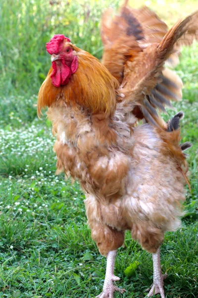 Färgglada tupp på grön natur bakgrund — Stockfoto