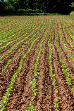 satır kırsal arazi içinde tütün bitkisinin