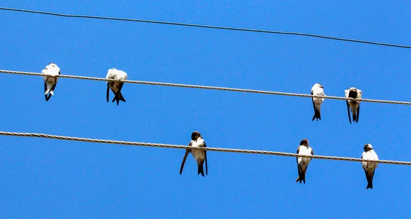 Swallows on Power Lines — Stock Photo, Image