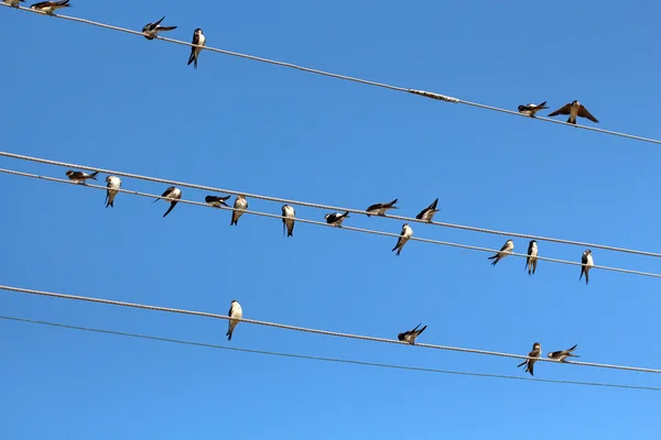 Hirondelles sur lignes électriques — Photo