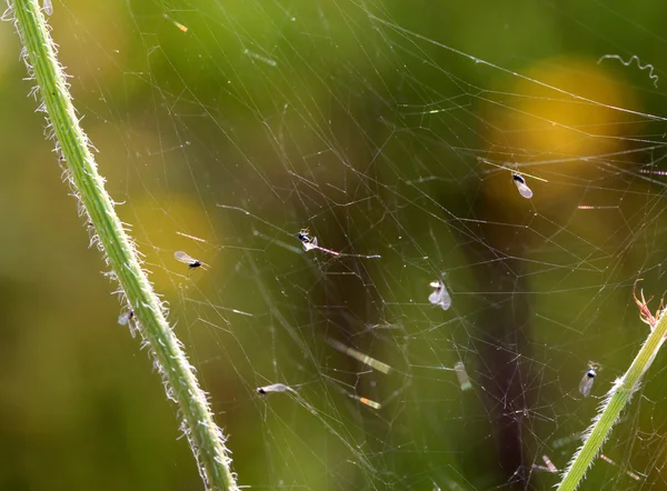 거미가 거미줄에 다양 한 incsects. — 스톡 사진