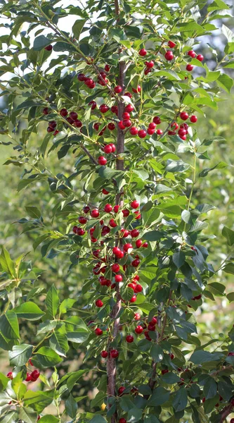 Sour cherries in a tree — Stock Photo, Image
