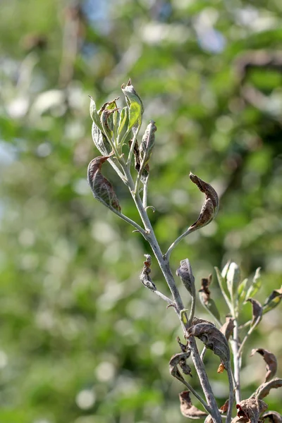 Enfekte ve mantar hastalığı Külleme küf tarafından bozuk elma yaprakları — Stok fotoğraf