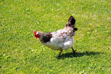 Yaz aylarında çim üzerinde otlatma tavuk.