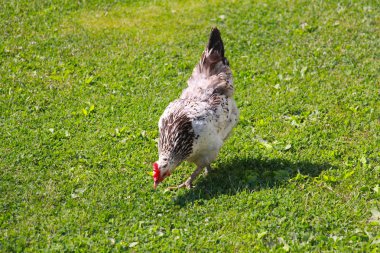 Yaz aylarında çim üzerinde otlatma tavuk.