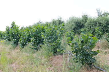 fındık ağacı ekimi.