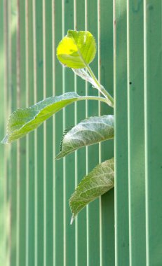 yeşil metal çit. alan focuc dar bölümü