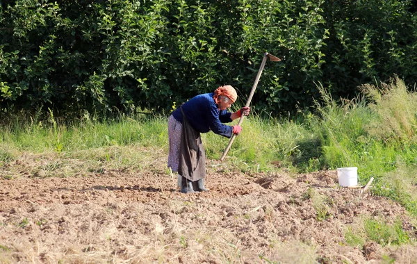 Gorna Bela Crkva, Macedonia - 23 czerwca 2016: W wiosce Gorna Bela Crkva, w pobliżu miasta Macedonii, Resen an 83 lat stary chłopka kopanie w pole rodzina. — Zdjęcie stockowe