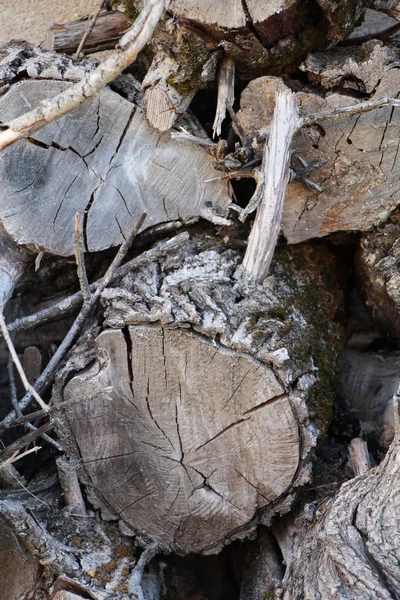 Texture bois du tronc de pommier coupé, gros plan — Photo