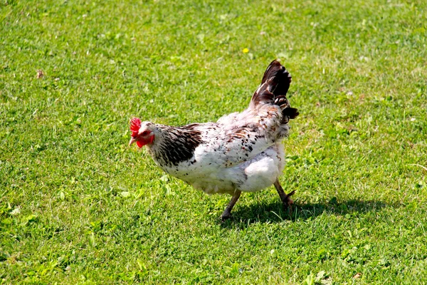 Kyckling som betar på gräs på sommaren. — Stockfoto