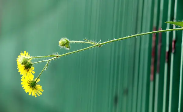 녹색 금속 울타리입니다. 필드 focuc의 좁은 부서 — 스톡 사진