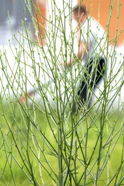 Çim biçme, çim biçme için bahçıvan tarafından kullanılıyor