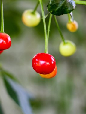 Vişne ağacı üzerinde