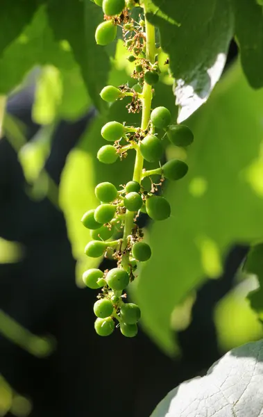 Uvas verdes não maduras penduradas em uma árvore — Fotografia de Stock