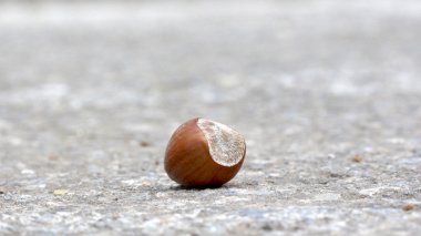 bir çimento zemin üzerine fındık