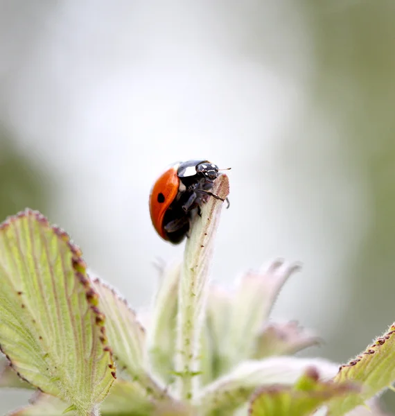 Joaninha em folhas de primavera — Fotografia de Stock