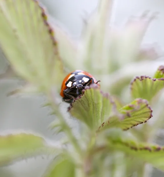 春天叶子上的瓢虫 — 图库照片
