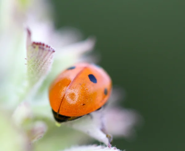 春天叶子上的瓢虫 — 图库照片
