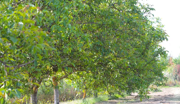 Closeup of rows of walnut trees — Stock Photo, Image