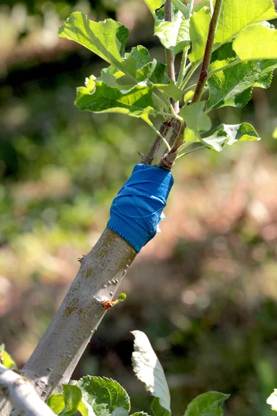 Enxerto de fenda fresco em uma árvore de fruto — Fotografia de Stock