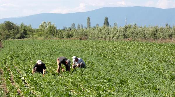 RESEN, MACEDONIA - 29 DE JUNIO DE 2016: Trabajadores del tabaco no identificados en la aldea de Lavci, cerca de la ciudad de Resen en Macedonia plantando hojas de tabaco temprano en la mañana — Foto de Stock