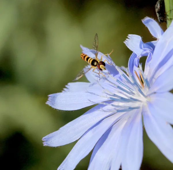 Zanzara la mattina presto su un fiore selvatico blu — Foto Stock