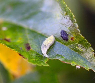 Yeşil yapraklı tırtıl