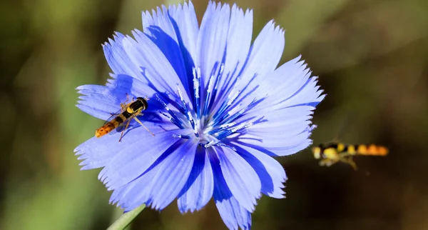 Zanzara la mattina presto su un fiore selvatico blu — Foto Stock