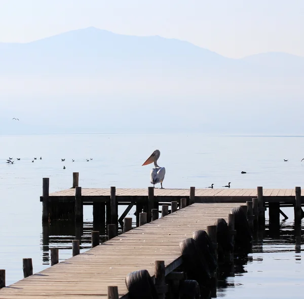 Pelícano dálmata, Pelecanus crispus, en el lago Prespa, Macedonia — Foto de Stock