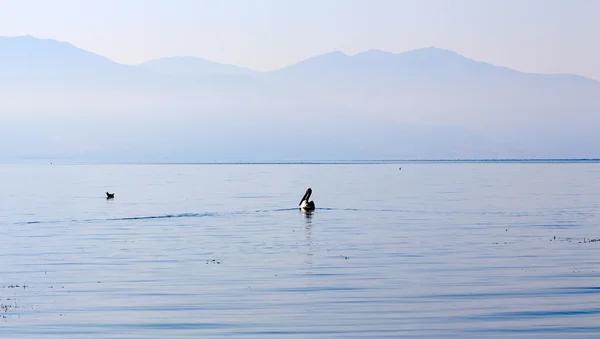 Aves en un muelle en el lago Prespa, Macedonia — Foto de Stock